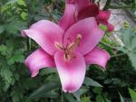 Lilium x hybridum            'Robina'  Lily flowers
