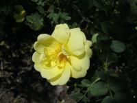 Růže Harisonova (Rosa x harisonii)