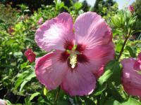 Ibišek syrský (Hibiscus syriacus)