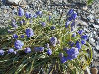 Modřenec arménský 'Blue Spike' (Muscari armeniacum)
