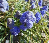 Modřenec arménský 'Blue Spike' (Muscari armeniacum)