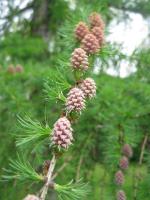 Modřín opadavý (Larix decidua)