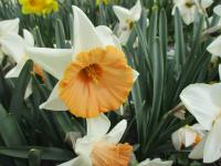 Narcis 'Chromacolor' - Velkokorunné narcisy (Narcissus)