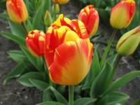 Tulipán 'Banja Luka' - Darwin hybridy (Tulipa)