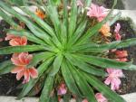Levisie květnatá (Lewisia cotyledon)
