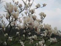 Šácholan (Magnolia)