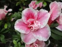 Pěnišník (Rhododendron simsii)