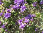 Pěnišník obtížený (Rhododendron impeditum)