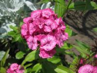 Hvozdík vousatý (Dianthus barbatus)