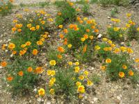 Eschscholtzia californica   California poppy group of plants