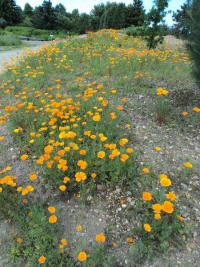 Eschscholtzia californica   California poppy plant