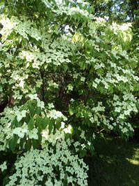 Svída japonská 'China Girl' (Cornus kousa)