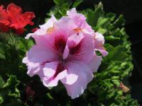Pelargonie velkokvětá (Pelargonium grandiflorum)