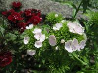 Hvozdík vousatý (Dianthus barbatus)
