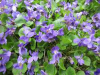 Violka vonná (Viola odorata)