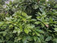 Aukuba japonská 'Variegata' (Aucuba japonica)