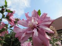 Ibišek syrský (Hibiscus syriacus)