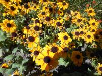 Rudbeckia hirta  'Toto Gold'  Black-eyed Susan plant