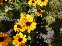 Rudbeckia hirta   'Toto Gold'  Black-eyed Susan plant