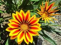Gazánie zářivá 'Daybreak Red Stripe' (Gazania rigens)