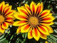 Gazánie zářivá 'Daybreak Red Stripe' (Gazania rigens)