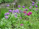 Primula denticulata   Drumstick Primrose plant