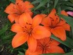 Lilie 'Orange Pixie' - Asijské hybridy nízké