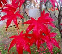 Javor dlanitolistý 'Bloodgood' (Acer palmatum)