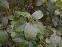 Pěnišník Williamsův 'August Lamken' (Rhododendron williamsianum)