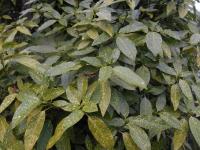 Aukuba japonská (Aucuba japonica)