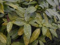 Aukuba japonská (Aucuba japonica)