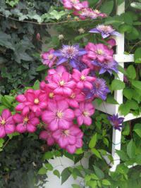 Plamének (Clematis)