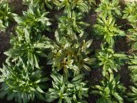 Hvozdík vousatý (Dianthus barbatus)