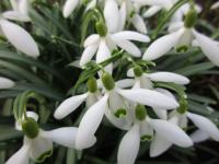Sněženka podsněžník (Galanthus nivalis)