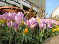 Šafrán jarní (Crocus vernus)
