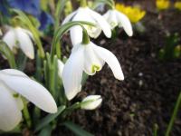 Sněženka podsněžník 'Flore Pleno' (Galanthus nivalis)