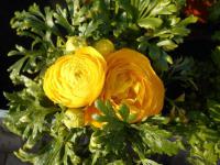 Pryskyřník asijský (Ranunculus asiaticus)