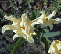 Tulipán 'Yellow Crown' - Jednoduché pozdní tulipány (Tulipa)