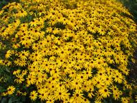 Třapatka Sullivantova 'Goldstrum' (Rudbeckia fulgida var sullivantii)