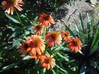 Třapatkovka nachová 'Cheyenne Spirit' (Echinacea purpurea)