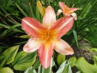 Denivka 'Anna Warner' (Hemerocallis)