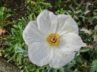 Krásenka zpeřená 'Sonata White' (Cosmos bipinnatus)