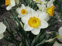 Narcis 'Sound' - Trubkovité narcisy (Narcissus)