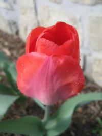 Tulipán 'Big Chief' - Darwin hybridy (Tulipa)