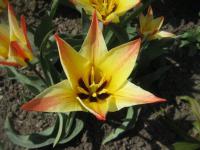 Tulipán Greigův 'Golden Day'
