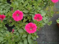 Petúnie (Petunia x hybrida)