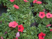 Petúnie (Petunia x hybrida)