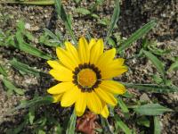 Gazánie zářivá Kiss Yellow (Gazania rigens)