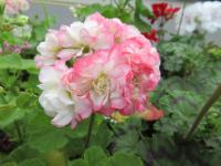 Pelargónie páskatá 'Appleblossom Rosebud' (Pelargonium zonale)