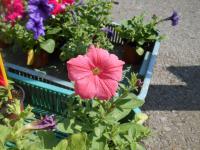 Petúnie (Petunia x hybrida)